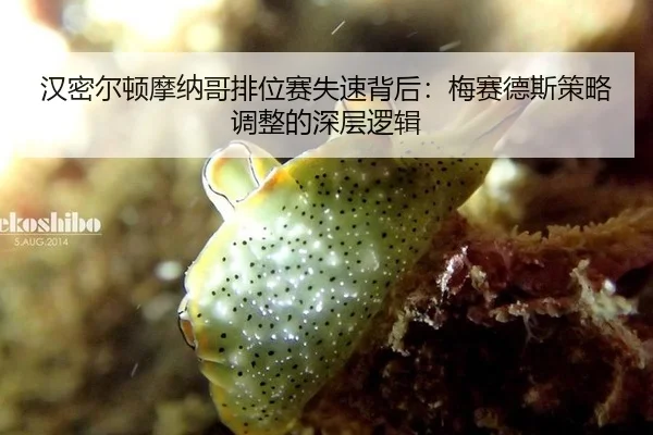 han-mi-er-dun-mo-na-ge-pai-wei-sai-shi-su-bei-hou-mei-sai-de-si-ce-lve-tiao-zheng-de-shen-ceng-luo-ji-3-735.jpg